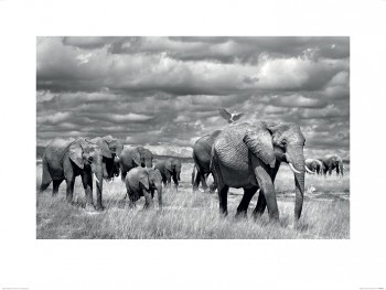 Marina Cano (Elephants of Kenya)