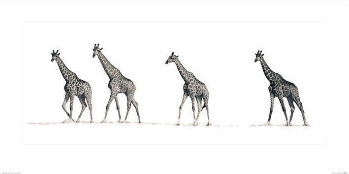 Mario Moreno (The Giraffes)
