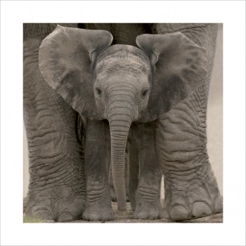 Big Ears (Baby Elephant)