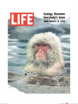 Time Life (LIFE Cover - Snow Monkeys of Japan)